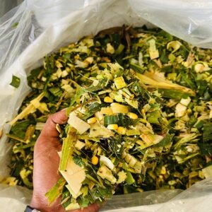 Milky Corn Silage for Diary Cattle