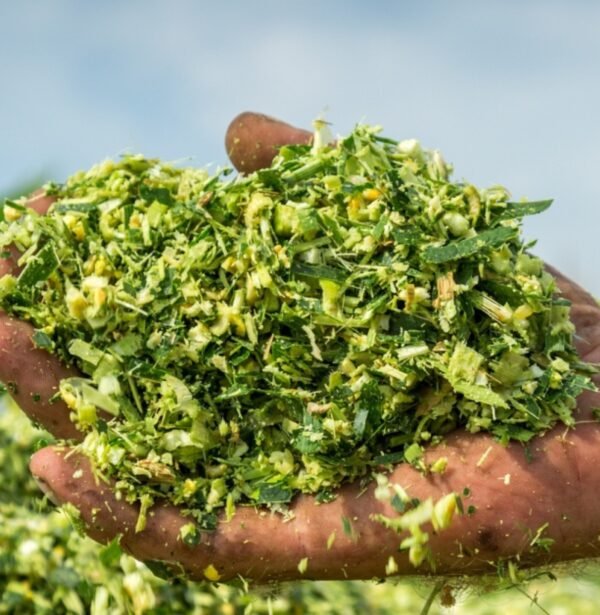 Milky Corn Silage (കോൺ സൈലേജ്)