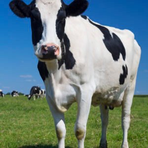 cattle feed for milking cows