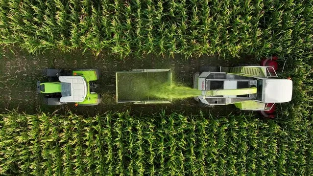 Best silage in Kerala from Milky, trusted manufacturer of high-quality cattle feed