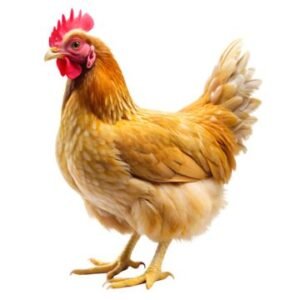 Layer mash Chicken image for adding in product category