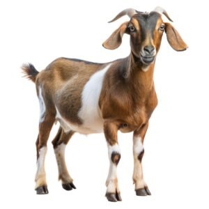 goat image for adding in milky cattle feed product category